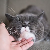 猫の『眉毛』が持っている重要な役割3つ　折れたり抜けたり…なくなったらどうなる？