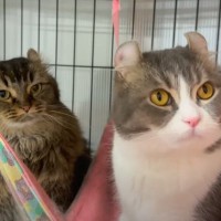 『不機嫌になったママ猫』に…パパ猫がとった『優しさあふれる行動』が感動すると5万再生「愛だね」「ほのぼのした気持ちになった」