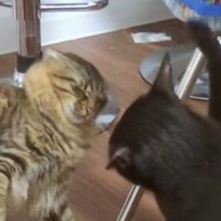 『力の差ｗｗｗ』クロ猫にバシバシ叩かれたモフ猫→やり返そうとした結果…まさかの光景が333万再生「いい音しすぎｗ」「頑張ってるのにｗ」