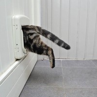 『猫ドア』を設置するメリット3選　設置する際の取り付け方法や費用感も解説