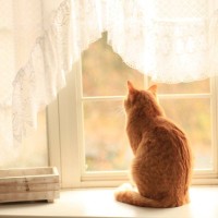 『留守番中の猫』のためにできることは？お出かけ前にやっておきたい3つのこと