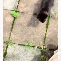 必死についてきた『ガリガリの子猫』を助けてから５年…当時の姿からは想像もできない『現在』に感動の声続出「ええ、すごい」「なんて綺麗な子」