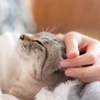 いてくれてありがとう…♡愛猫に『感謝の気持ち』を伝えるための3つの手段