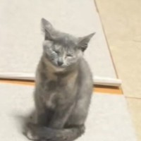 ウトウトと寝落ちしそうな子猫→『横』を見てみると、兄猫たちが…尊すぎて笑顔になる光景が22万再生「頼もしいね」「ちゃんと警戒してる」