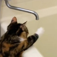 お風呂を沸かしていると、猫がやって来て…蛇口の前でとった『可愛すぎる仕草』が157万再生「念入りすぎるｗ」「子どもみたいでかわいいｗｗ」