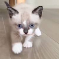 『色素が薄い赤ちゃん猫』が成長した結果…毛色が"とんでもなく変化した様子"に驚愕する人が続出「え、同じ猫？」「変わりすぎじゃあ」