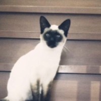 「途中で入れ替わった？ｗ」お家に迎えたときは白い部分があった猫…『想像以上に変化した様子』が凄すぎると17万再生「日焼けがすごいｗ」