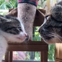 先住猫に『タイマンを挑む』小さな子猫を見守っていたら…あまりにも可愛い『結末』が103万再生「よく撮れたねｗ」「構図が完璧すぎるｗ」