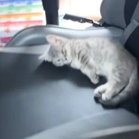 トイレから帰ってきたら、子猫がイスの上で…『全然仕事ができなくなる様子』に"爆笑"198万再生「触り方が優しすぎるｗ」「もう無理よｗ」