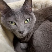 娘が5匹の猫たちと『お留守番』→1日の様子を撮影した結果…『思わぬ瞬間』に爆笑する人が続出「マーで涙出るほど笑った」「吹いた」