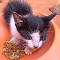 凶暴だった元野良の赤ちゃん猫→保護されて２年…あまりにも尊い『優しいお兄ちゃんに成長した姿』に「感激」「立派な大人猫になったね」