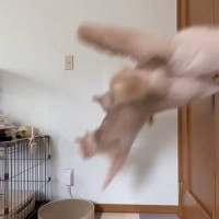 3歳になったら落ち着くという説があるけど…猫2匹の様子を見てみると→想像以上の光景に「雑技団みたいｗ」「規則的なのがまたｗ」と68万表示