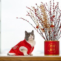 クローン技術で「愛猫そっくりな猫」を再現…中国でますます高まる需要と疑問視する声