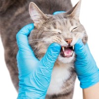 ホスピスで愛される猫の歯科治療のため、24時間もたたずに「目標の寄付額」が集まる　ニュージーランド