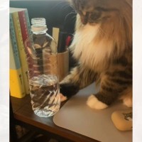 『水入りペットボトルを落としたい猫vs阻止する飼い主』…ついつい笑っちゃう戦いの様子が38万再生「ずっと見てられる」「攻防がたまらん」