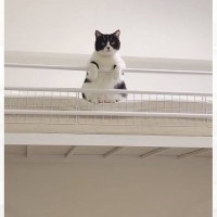 猫がじーっと見下ろしてきたと思ったら、次の瞬間…とんでもなく『可愛すぎる動き』が634万再生「可愛いしか出てこないｗｗ」「何回も見たｗ」