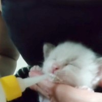 “顔が真っ白”な赤ちゃん猫→だんだん模様が浮かびあがってきて…まるで別猫のように成長した『まさかの姿』に反響「かわいすぎ」「キレイな目」
