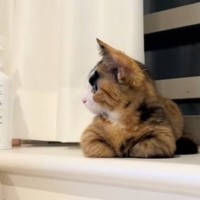 正面から見ると可愛らしい顔の猫→『横』から見てみると…あまりにも凛々しい『まさかの表情』が76万再生「西郷隆盛みたいｗ」「可愛すぎｗ」