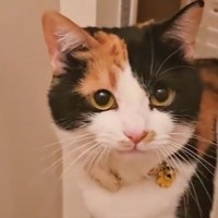 飼い主さんがお風呂に入っていると、猫が心配して…まさかの『尊すぎる行動』が22万再生「本当にかわいい」「溺れちゃうと思ってるのかなｗ」