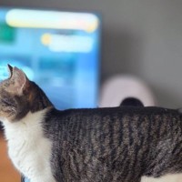 飼い主さんをお見送りする猫→『足元』を見てみると…思わず笑っちゃう様子に4万2000いいね「普通に踏んでるｗ」「仕事行く気マンマンｗ」