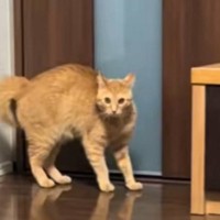 「なんか憑依してる？ｗ」毎日23時を過ぎると、『甘えん坊な猫』が…嘘みたいな"変化の様子"が笑えると59万再生「日課になってて爆笑」