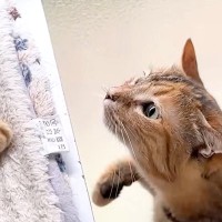 飼い主と同居犬ばかりに甘える子ども猫→めずらしく先輩猫のところへ行った結果…思わず応援したくなる『まさかの光景』に「勇気出したよね」