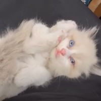 雨の夜、『ドブで鳴いていた赤ちゃん猫』を保護した結果…夫婦をメロメロにさせた『天使すぎる姿』が30万再生「可愛すぎ注意ｗ」「嬉しそうｗ」