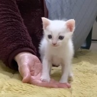 生後1か月の赤ちゃん猫→初めて来た場所が怖くて…『ママの手から離れられない様子』が尊すぎると111万再生「たまらん」「守りたくなるｗ」