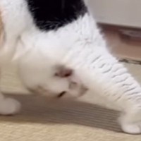 『脇の下を毛づくろいし始めた猫』…まるでヨガのような『独特のポーズ』に笑っちゃう人が続出「吹いちゃった」「初めて見る体勢ｗ」