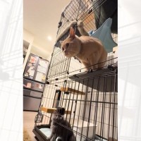 寝そべりながら猫のことを撮影していたら…『思わぬ瞬間』に爆笑の声が続出「同じリアクションしてしまったｗ」「思わず声でるよね」