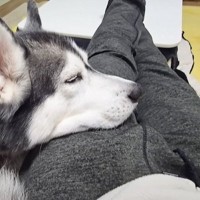 お昼寝している『ハスキー犬』を見ていたら、横から『猫』が…とんでもなく尊い瞬間が10万再生「愛が溢れてて感動した」「ずっと見ていられる」