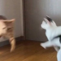 天井を眺めている猫に新入り猫が勢いよく突っ込んだ結果…『まさかの回避方法』に爆笑の声「巨大な掃除機に吸い込まれたかとｗ」「機動力が凄い」