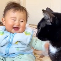 赤ちゃんの成長を見守るように優しく寄り添う3匹の猫…『本当のきょうだいのような光景』に胸キュン「赤ちゃん幸せだね」「素敵な距離感」