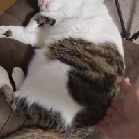 眠っている猫の背中を触ってみると……可愛すぎてたまらない『まさかの動き』が40万表示「ニャン体動物だねｗ」「やはり液体…」と話題に