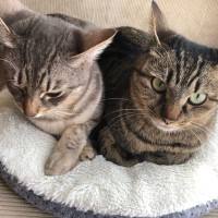 猫同士の相性がいい『性別の組み合わせ』は？3つのパターン別に、それぞれの相性度をご紹介！