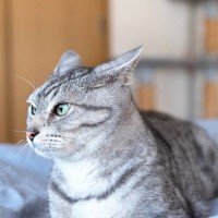 猫の『機嫌が悪い』ときに見せる5つの仕草・行動　耳やしっぽ…全身から発している“イライラ”サイン