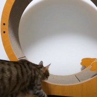 毎夜聞こえてくるキャットホイールの音→誰か探るために『隠し撮り』してみたら…まさかの光景に「かっこよすぎるｗ」「イケメンの鏡」の声