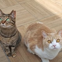 庭に突然現れた『訪問者』に、2匹の猫が…あまりにも微笑ましい光景に「表情が真剣でかわいい」「めっちゃ癒された」と5万再生の反響