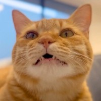 猫がママと『おしゃべり』をしていたら…まさかの『牙をしまい忘れてしまう様子』に悶絶「舌しまい忘れならぬｗｗ」「表情かわいい」