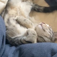 『こんなに色が薄かった子猫』が、成長した結果…想像を超える『驚愕のビフォーアフター』が15万再生「色って変わるんだ」「まるで違う猫」