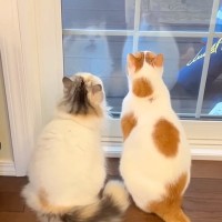 ２匹の猫が暮らす家に、ツバメが巣を作りにきて…本能が目覚めた『まるでハンターのような姿』に「野生を見た神回」「クラッキングかわいい」