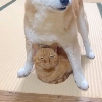 新入り保護猫がトイレを失敗→同じ家に住む犬猫たちが…信じられない『まさかの行動』に「みんなが守ってくれるから安心だね」「愛おしすぎる」