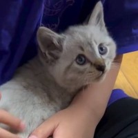 キャリーの中から『シャー』と必死に威嚇していた子猫→そっと抱っこしてみたら…『驚きの光景』が8万再生「優しさが伝わった」「かわいい～」