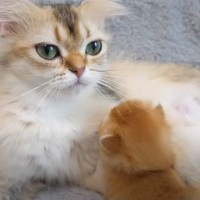 『母猫に抱きしめられた赤ちゃん猫』を見ていると…とんでもなく癒される『尊すぎる光景』に「幸せな瞬間だね」「素晴らしく可愛い」の声