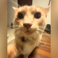 『ご飯ない！』と訴える猫…保護主との『可愛らしい言い合い』が43万再生「ちゃんとお皿の方見てから言ってる」「やりとり可愛くて鬼リピ」