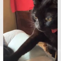 飼い主さんが眠っていると、猫が起こしにやって来て…『可愛すぎる行動』に悶絶する人が続出「声がたまらん」「う～んが可愛い」と28万再生