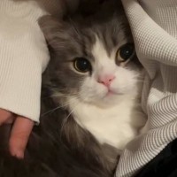 パパがソファに座って仕事をしていたら、猫がやって来て…悶絶必至の『可愛すぎる行動』に13万いいね「や、やばい」「本当にかわいい」