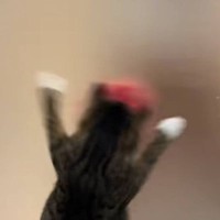 お風呂のドアを掃除していると、『動きに合わせて猫が』…まさかのキレッキレの踊りが357万再生「オタ芸ｗ」「右左右左の動きめっちゃ可愛い」