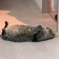 パパが洗濯物を片付けていたら、ドアの前で猫が…カメラがとらえた『愛おしすぎる瞬間』が375万再生「あざらしみたい」「絶対撫でちゃう」