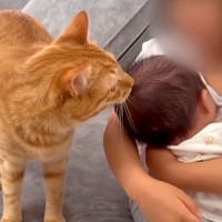 ５歳の女の子が赤ちゃんを抱っこしていたら、超甘えん坊の猫が…『まさかの妨害方法』に「構ってちゃんかわいい」「アピールも優しくていい子」